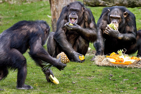Tudo Sobre O Macaco: Características, Nome Científico E Fotos