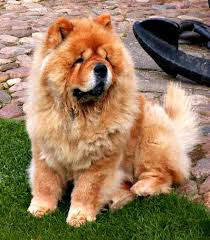 Tudo Sobre a Raça Chow Chow: Características e Fotos