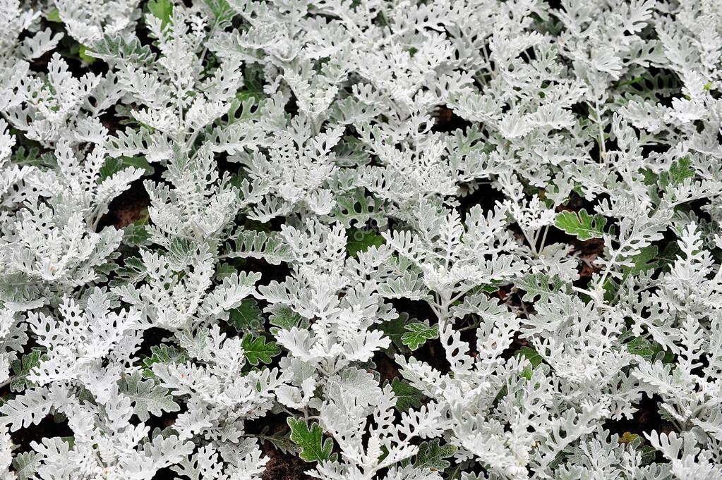 Cineraria Prateada: Características, Curiosidades e Fotos