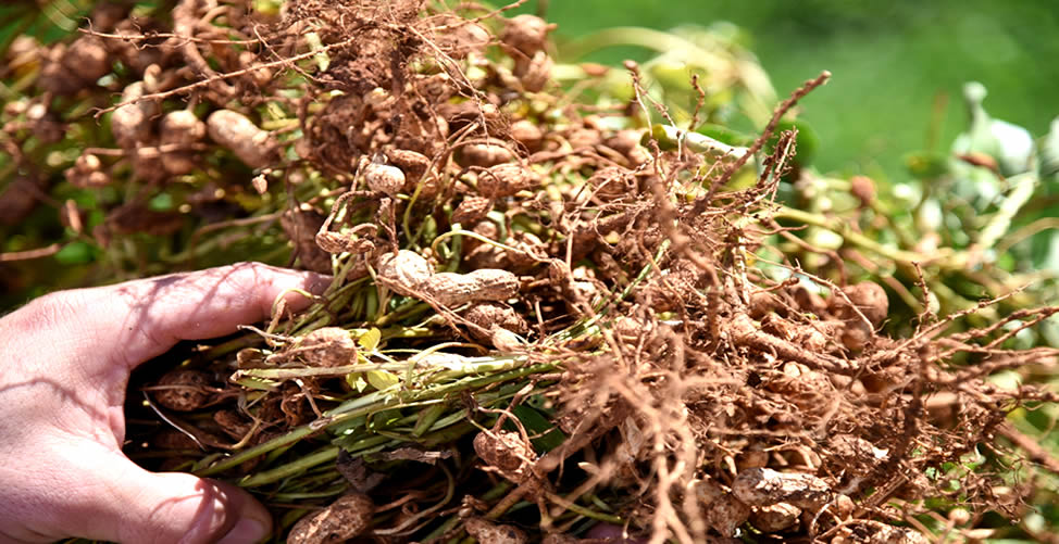 Árvore de Amendoim: Nome, Raiz, Tronco, Folhas, Flores e Fruto