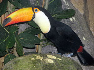 Cores do Tucano: Preto, Verde, Cinza e Marrom Com Fotos