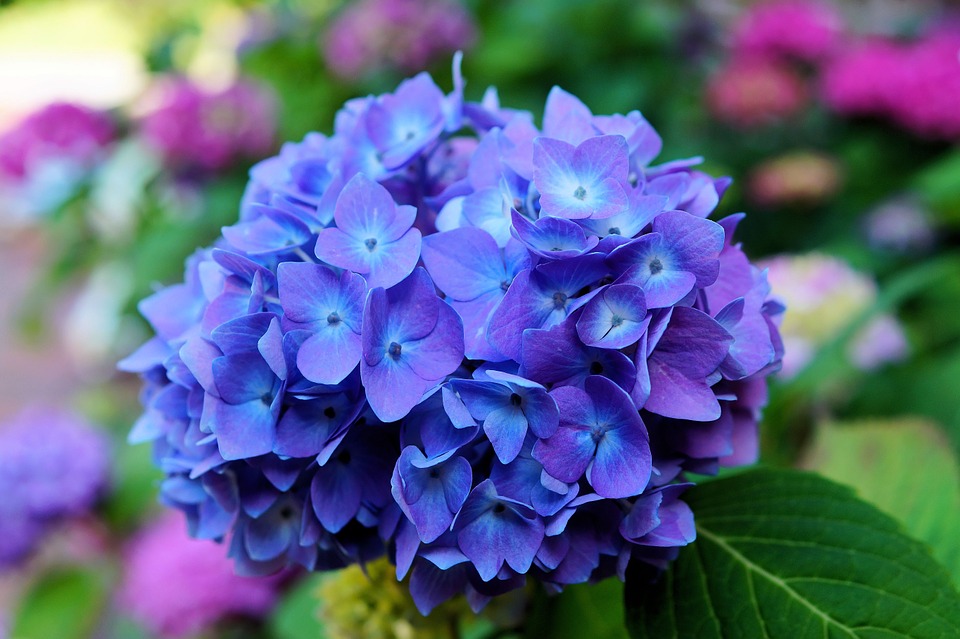 Hortênsia com Folhas Manchadas: Como Tratar?