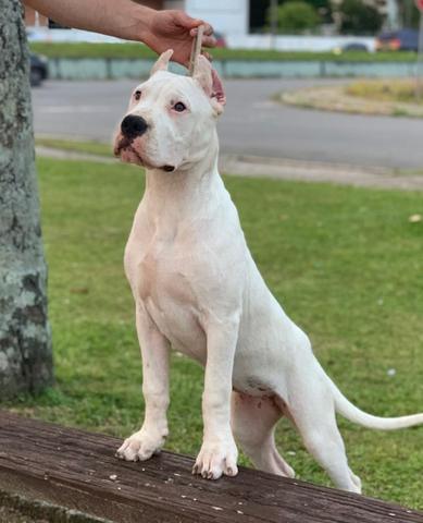 Comportamento do Dogo Argentino, Hábitos e Modo de Vida