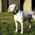 Dogo Argentino