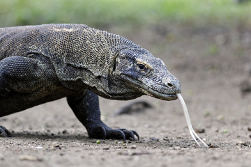 Existe Dragão-de-Komodo no Brasil? Se sim, Onde?