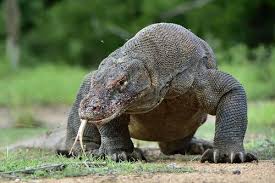 Por Que o Dragão de Komodo é Perigoso? Como Atacam?