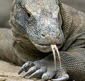 Alimentação do Dragão-de-komodo: O Que Eles Comem?