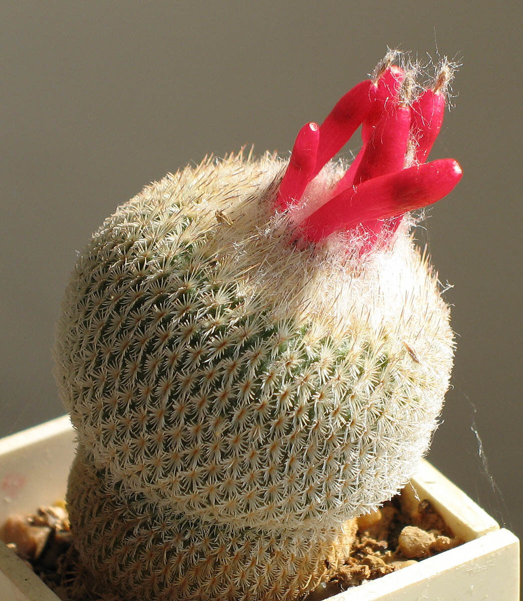 Cacto Botão: Características, Como Cultivar, Fotos e Comprar