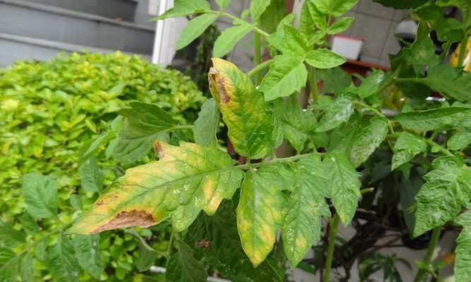 Qual a Função do Cloro Para as Plantas? Para Que Ele Serve?
