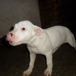 Filhote de Dogo Argentino