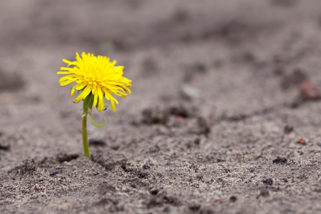 Qual é a Flor Que Nasce no Deserto?