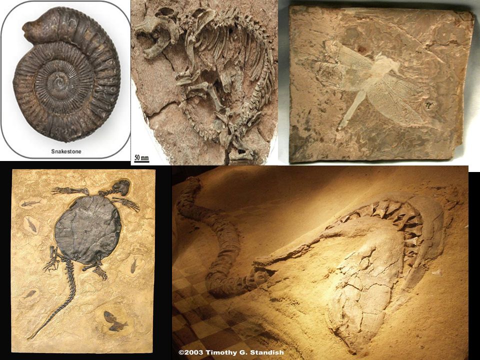 Por Que a Fossilização só Pode Ocorrer em Rochas Sedimentares?