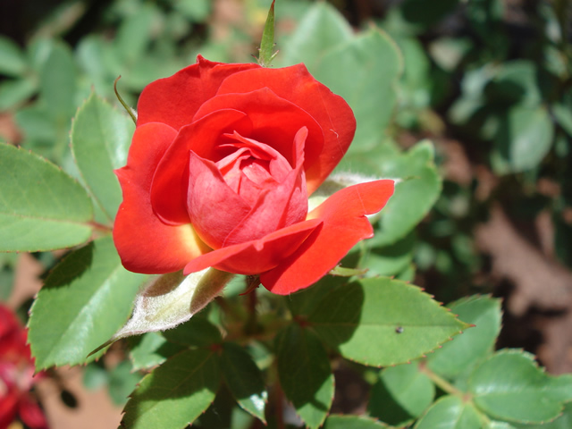Cores da Flor Gardênia: Branca, Azul, Rosa, Vermelha e Amarela