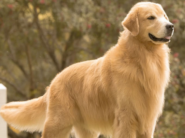 Golden Retrivier Preço, Valor para Comprar, como Adotar e Fotos