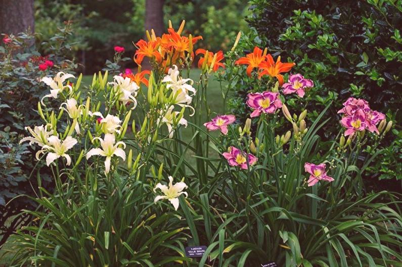 Hemerocallis: Curiosidades e Fatos Interessantes Sobre a Planta