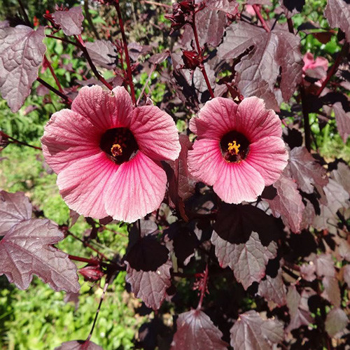 Lista Com os Tipos de Hibisco: Espécies com Nomes e Fotos