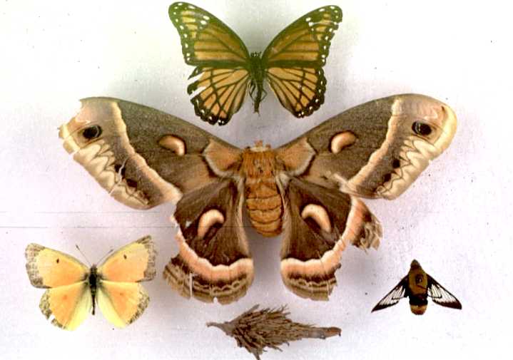 História da Borboleta e Origem do Animal
