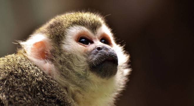 Macaco-Prego: Características, Nome Científico, Habitat e Fotos
