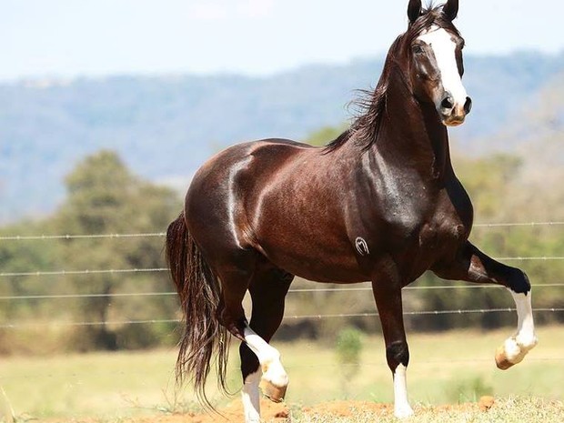Quais as Principais Raças de Cavalos no Brasil? Qual a Melhor?