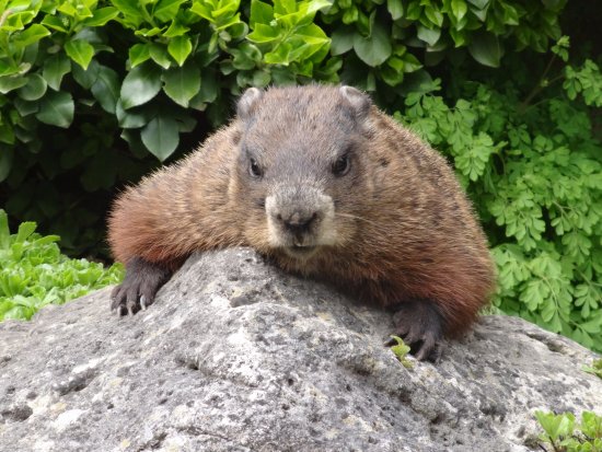 Ciclo de Vida da Marmota: Quantos Anos Elas Vivem?
