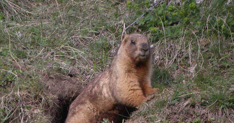Marmota Baibacina: Características, Nome Cientifico e Fotos