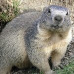 Marmota Fotografada de Frente