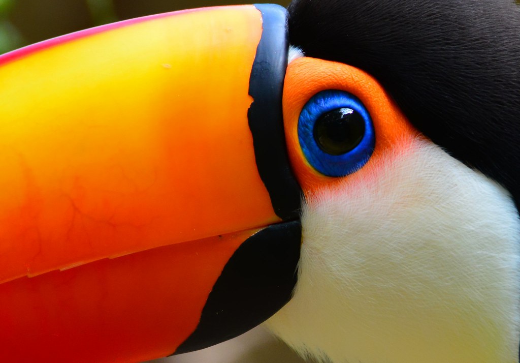 Como São Os Olhos do Tucano? Eles Enxergam Bem?