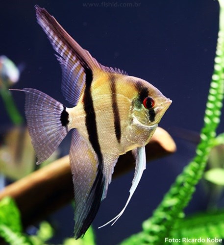 História do Peixe Acará e Origem do Animal