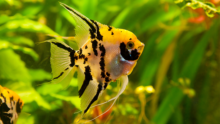 Habitat do Peixe Acará: Onde Eles Vivem?