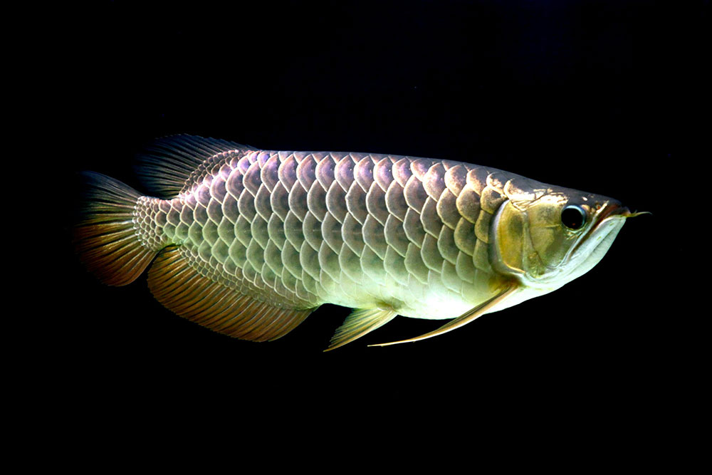 História do Peixe Aruanã e Origem do Animal