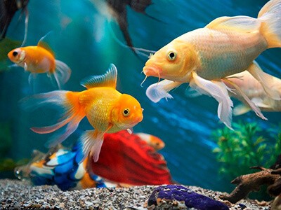 Qual A Temperatura Ideal Para Peixes De Aquário?