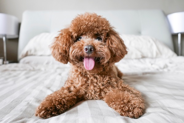 Ficha Técnica do Poodle: Peso, Altura e Tamanho
