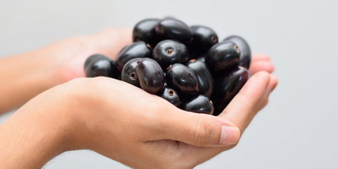 Qual a Época da Fruta Jamelão ou Jambolão?