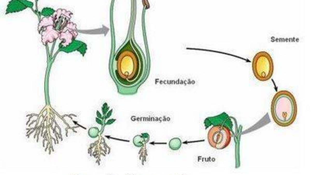 Qual É o Significado do Termo Óvulo em Plantas?