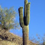 Saguaro