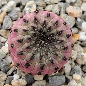 Cacto Mil Cores: Características, Como Cultivar e Fotos