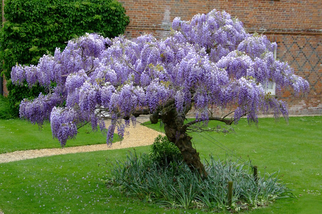 Qual a Época De Floração Da Glicinia? Qual Estacão Do Ano?