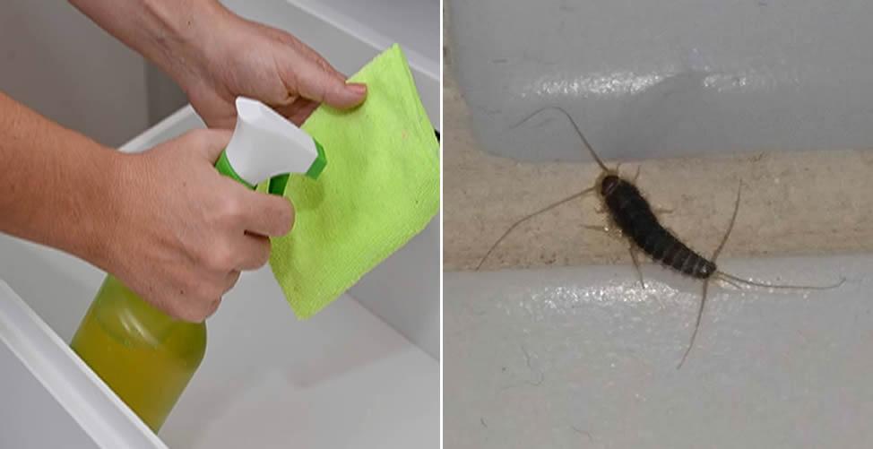 Como Acabar Com As Traças No Armário Da Cozinha?