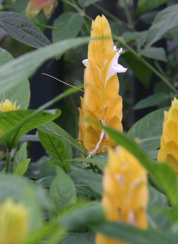 Alpinia Amarela: Caracteristicas, Nome Cientifico, Cuidados e Fotos