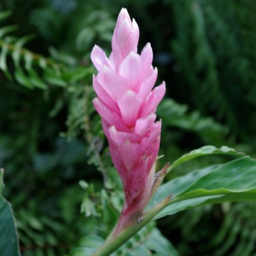 Alpinia Rosa: Características, Nome Cientifico, Cuidados e Fotos