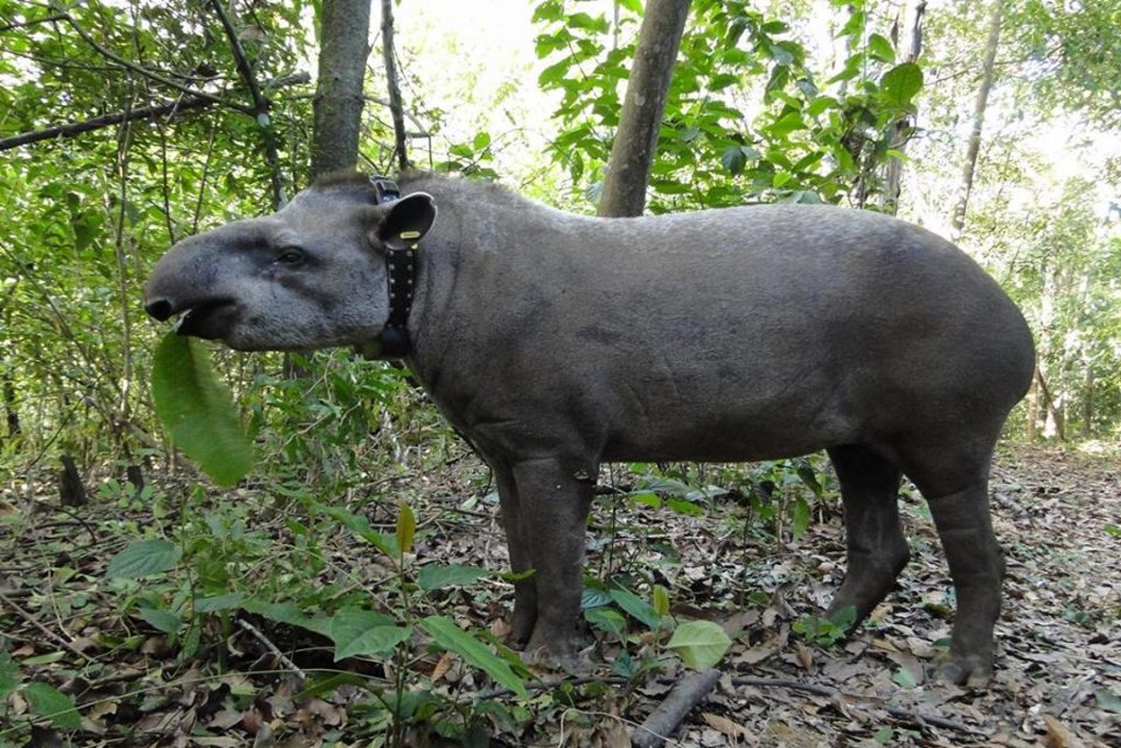 Por Que a Anta Está em Risco de Extinção? O Que Ameaça?