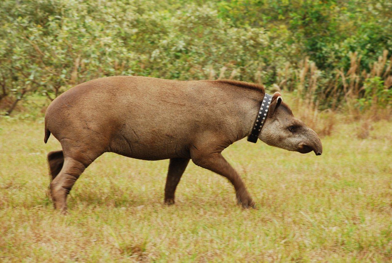 Anta Curiosidades E Fatos Interessantes Sobre O Animal