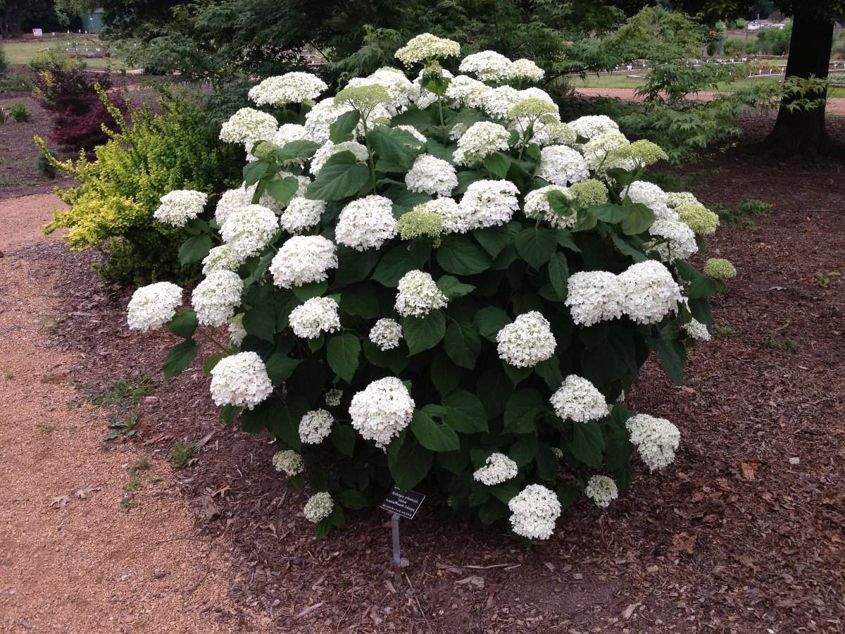 Lista Com Tipos E Especies De Hortênsias Com Nome E Fotos