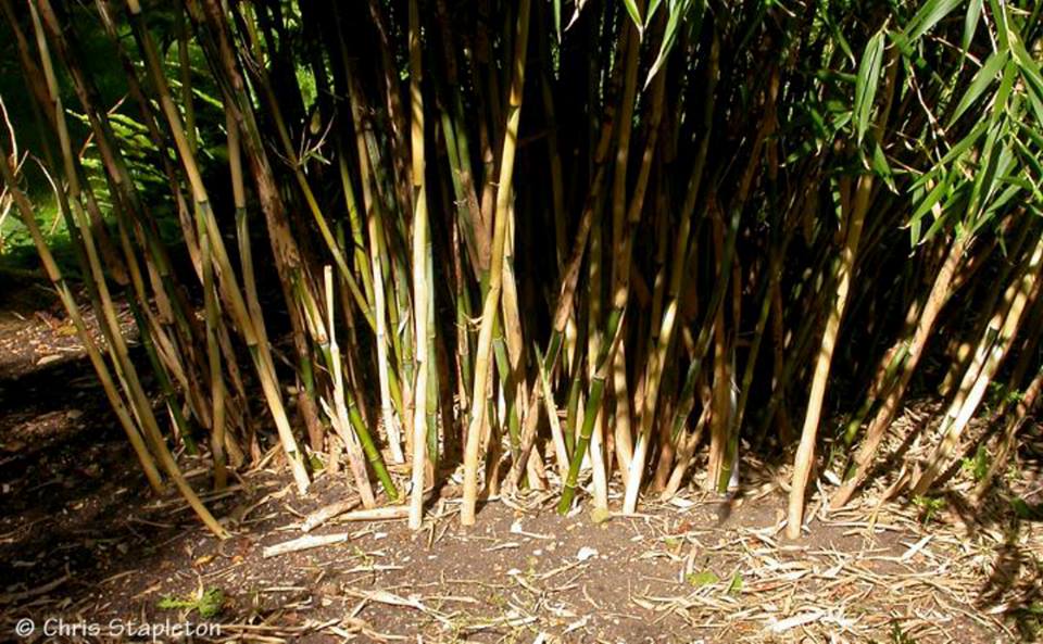 Ficha Técnica do Bambu: Raiz, Folhas e Caule