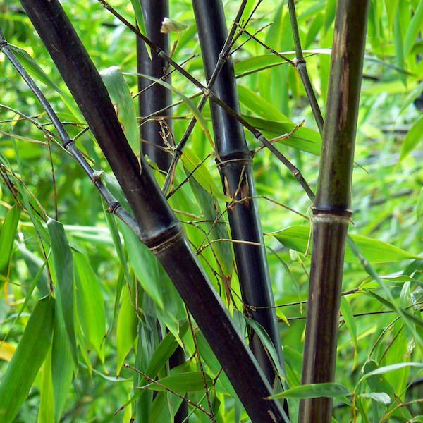 Comprar Bambu: Onde Encontrar e Preço de Venda