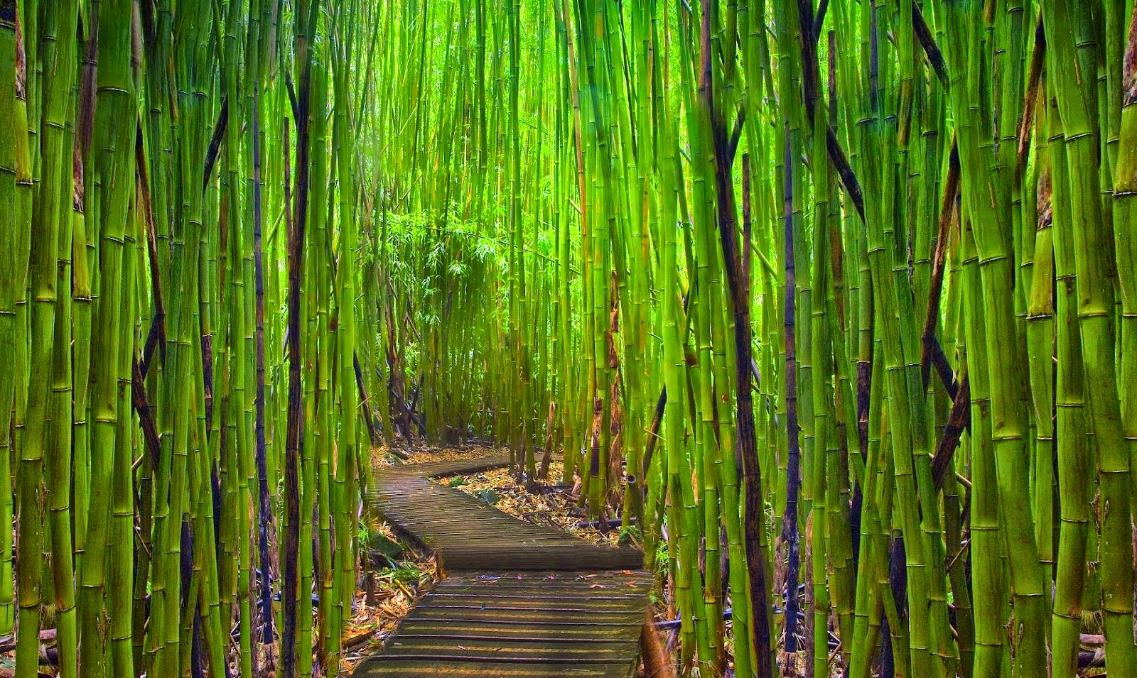 Bambu Japonês: Características, Como Cultivar e Fotos