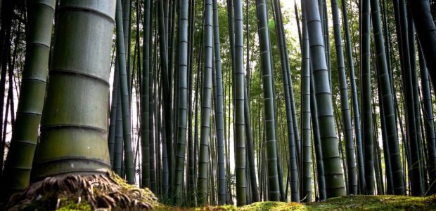 Bambu Maciço: Características, Como Cultivar e Fotos