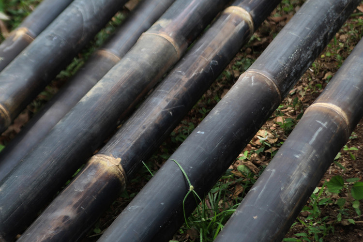 Bambu Preto: Características, Como Cultivar, Cuidados e Fotos