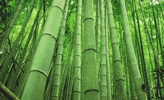 Bambu Taquara: Como Cultivar, Características e Fotos