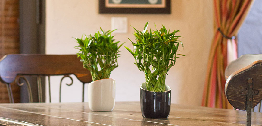 Como Plantar Bambu Em Casa No Vaso e No Jardim?